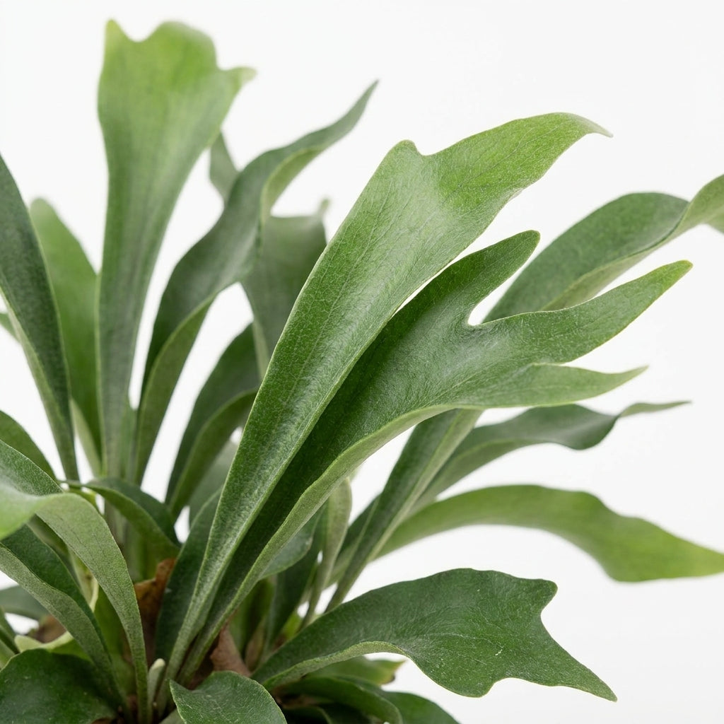 Geweihfarn kaufen | Platycerium bifurcatum Hängepflanze 50 cm