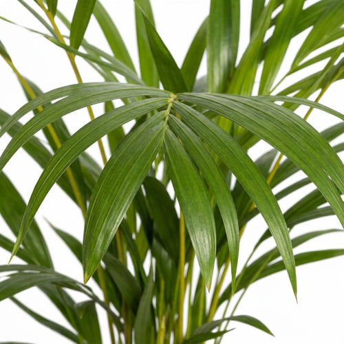 Areca Palme klein | Dypsis lutescens 65 cm Zimmerpalme