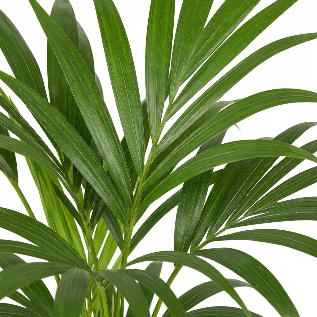 Kentia Palme kaufen | Howea forsteriana 100 cm Zimmerpalme