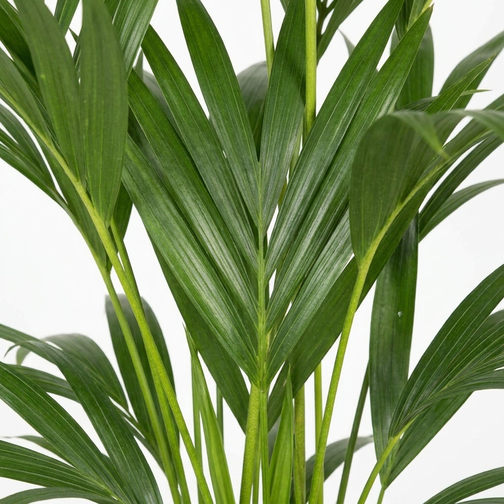 Kentia Palme kaufen | Howea forsteriana 130 cm Zimmerpalme