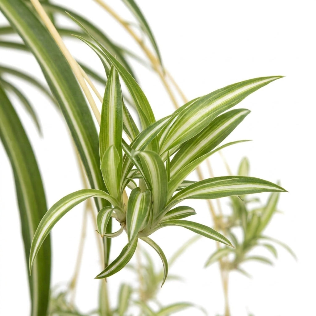 Grünlilie kaufen | Chlorophytum variegatum pflegeleichte Zimmerpflanze