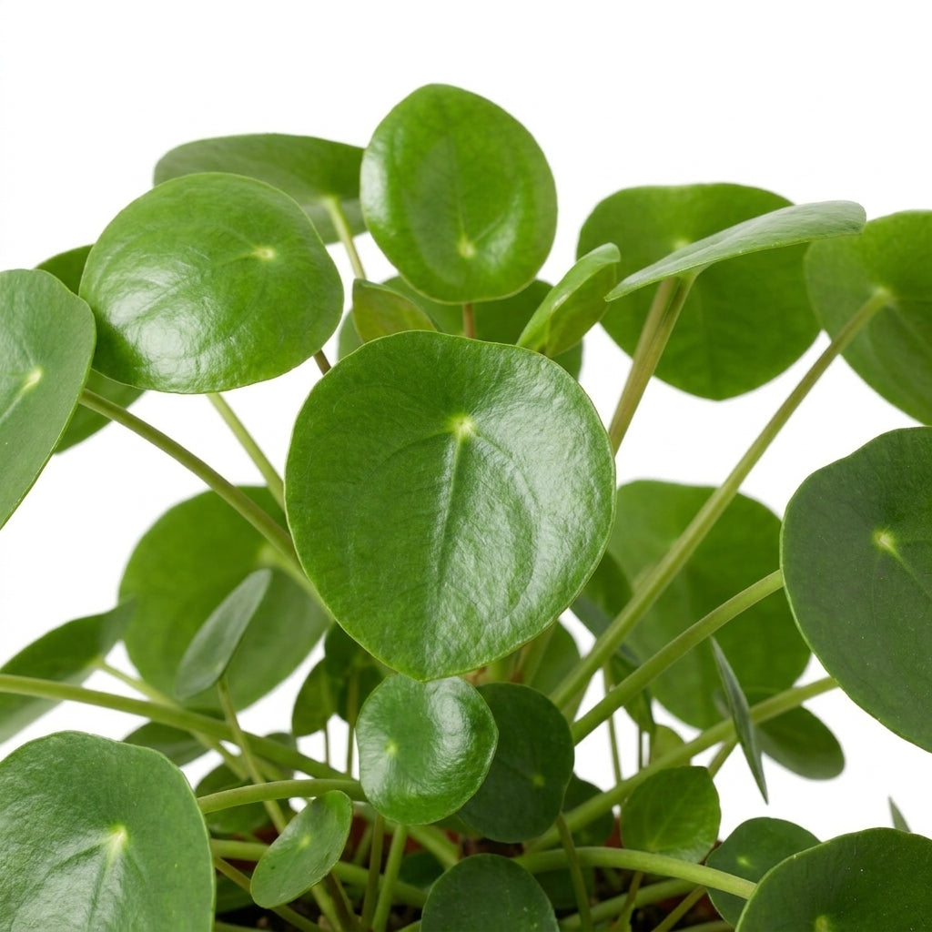 Pilea kaufen | Ufopflanze / Glückstaler Zimmerpflanze 20 cm