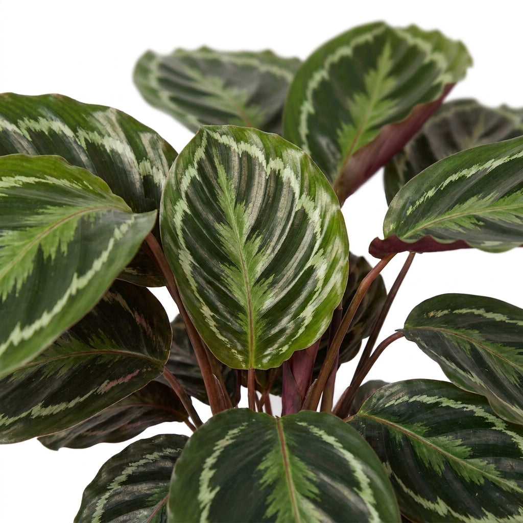 Calathea Medallion kaufen | Korbmarante Zimmerpflanze 45 cm