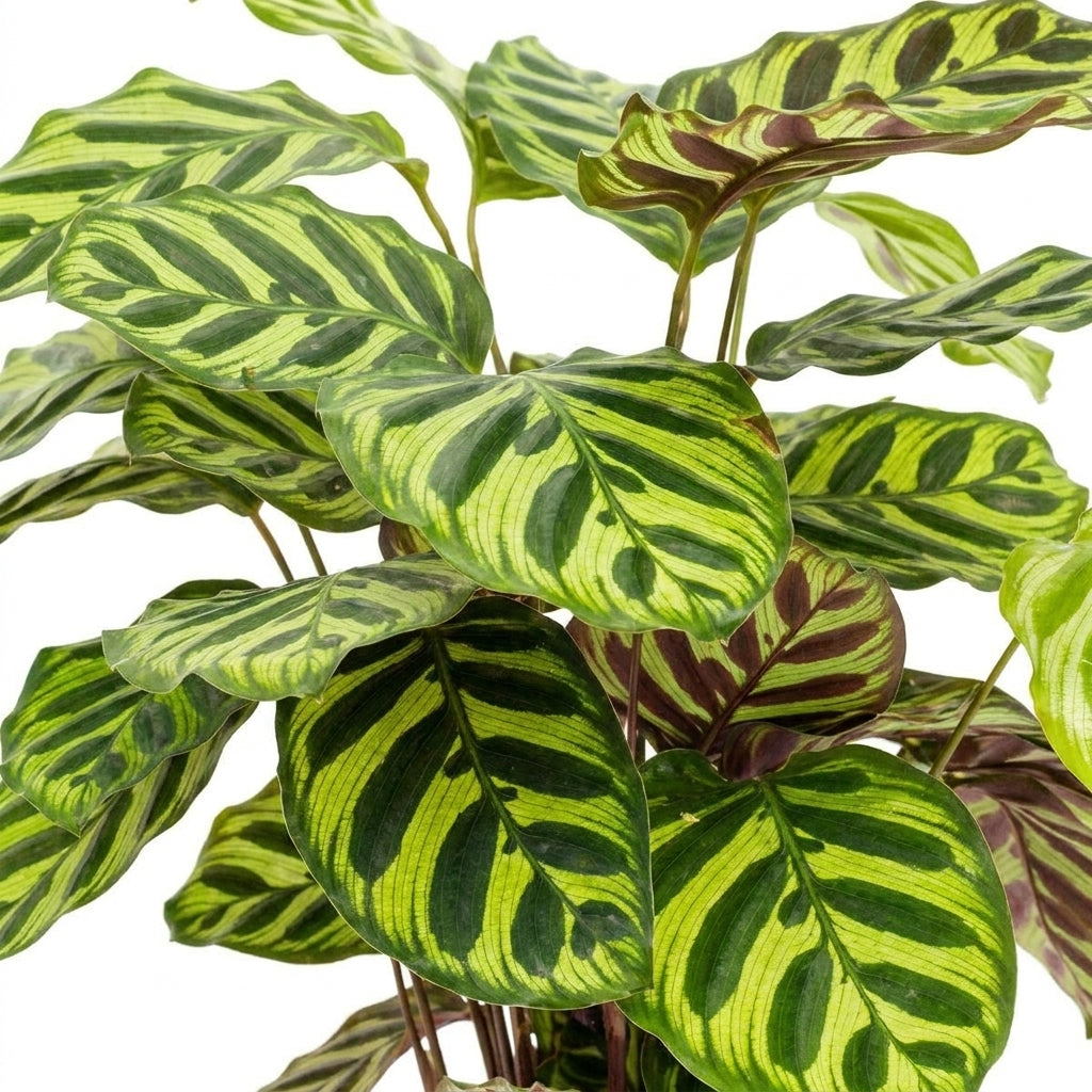 Calathea makoyana groß | Pfauen-Korbmarante 55 cm Zimmerpflanze