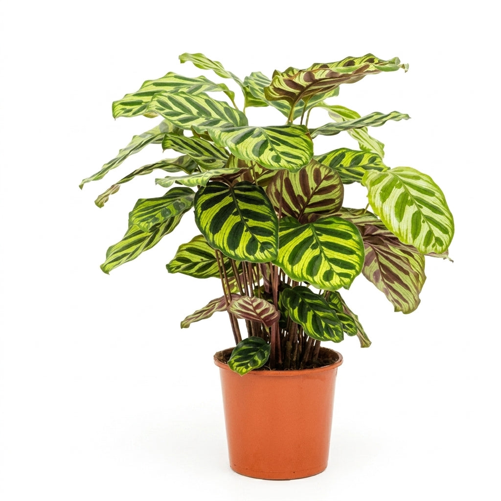 Calathea makoyana groß | Pfauen-Korbmarante 55 cm Zimmerpflanze