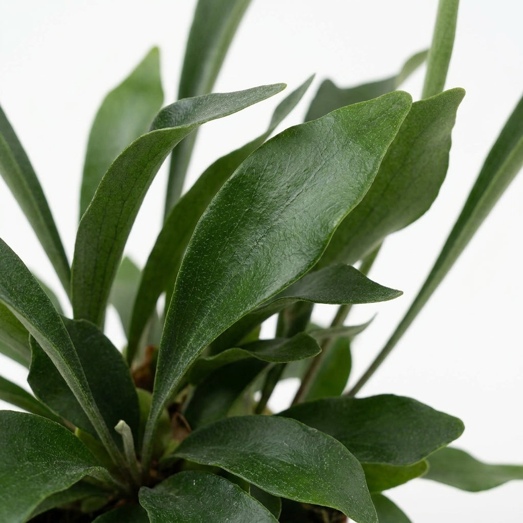 Geweihfarn klein kaufen | Platycerium bifurcatum 35 cm Hängepflanze