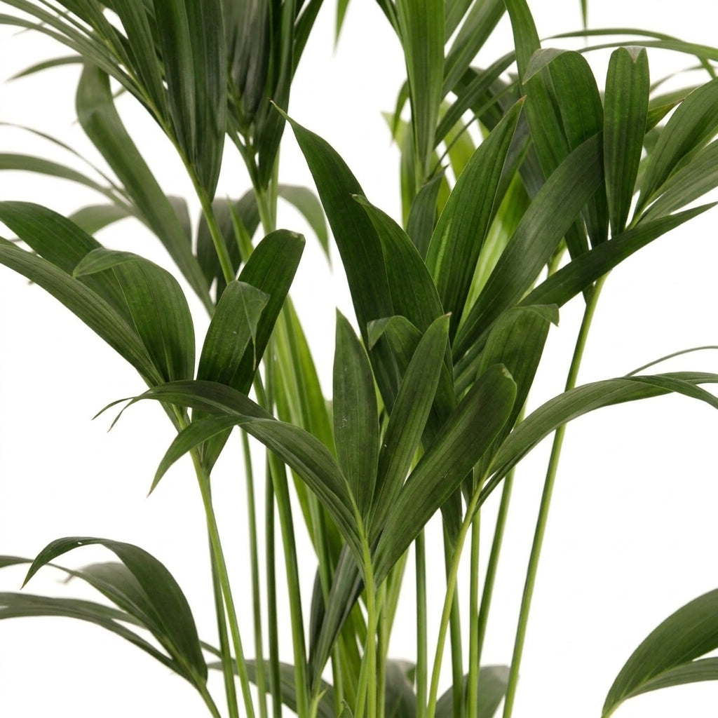 Kentia Palme groß | Howea forsteriana 120 cm Zimmerpalme
