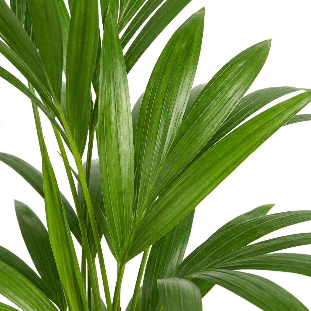 Kentia Palme kaufen | Howea forsteriana Zimmerpalme 90 cm