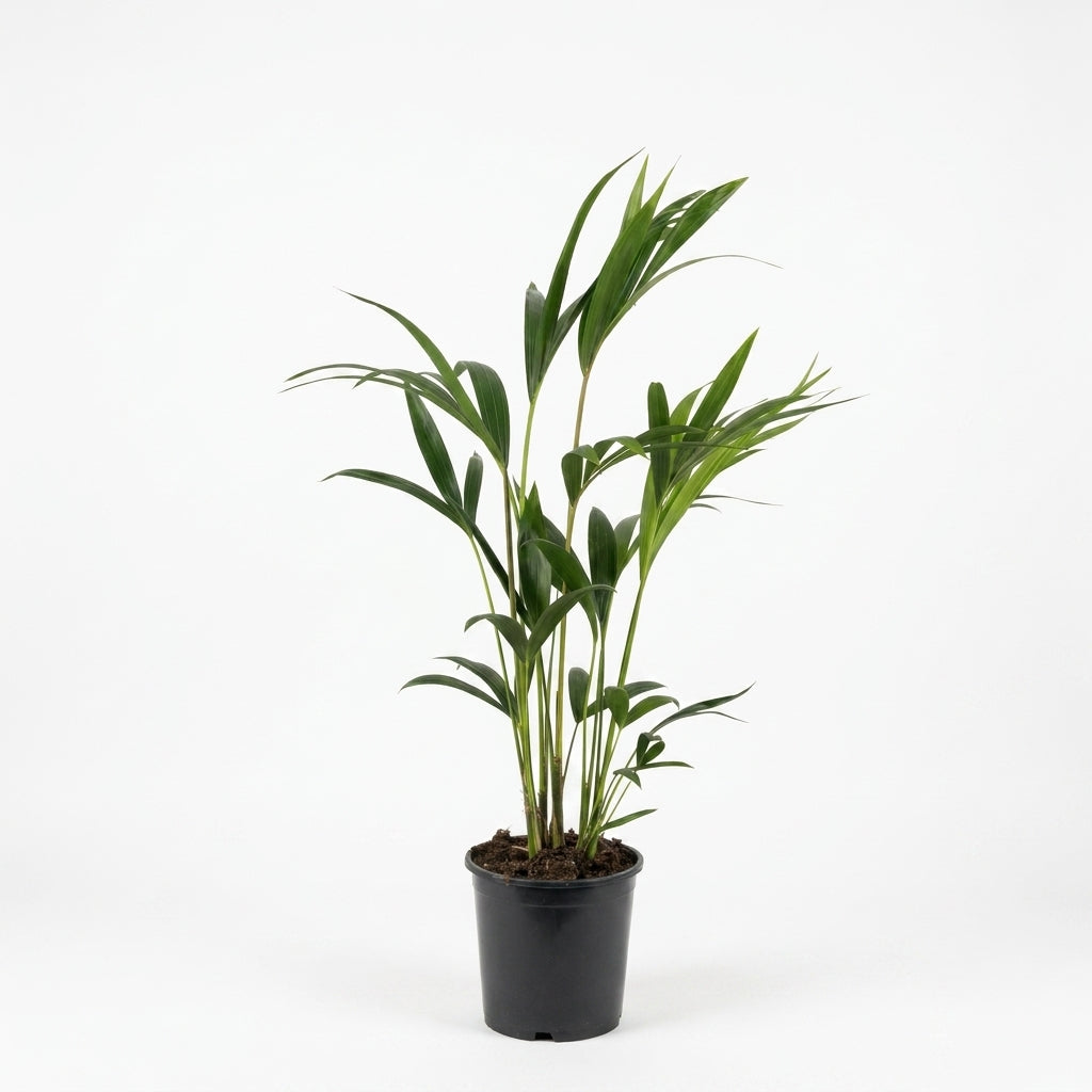 Kentia Palme kaufen | Howea forsteriana Zimmerpalme 90 cm