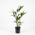 Kentia Palme kaufen | Howea forsteriana Zimmerpalme 90 cm