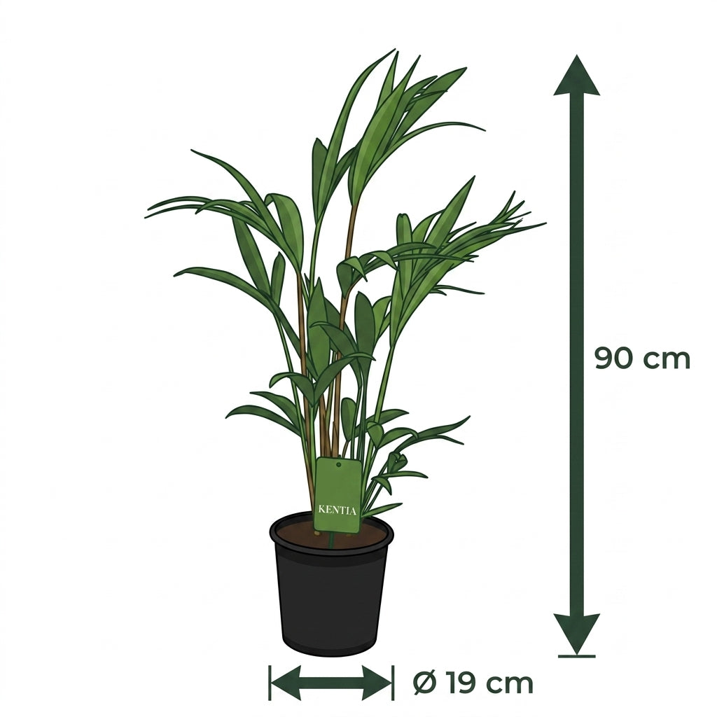 Kentia Palme kaufen | Howea forsteriana Zimmerpalme 90 cm
