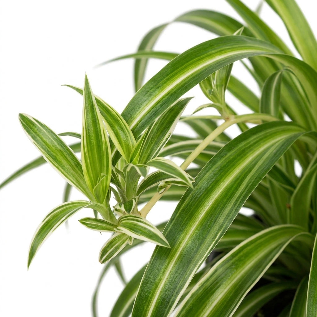 Grünlilie kaufen | Chlorophytum comosum ‘Bonnie’ Zimmerpflanze