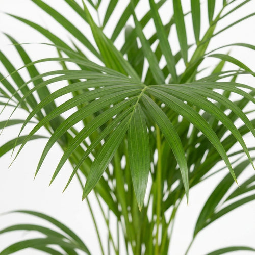 Areca Palme groß | Dypsis lutescens 125 cm Zimmerpalme