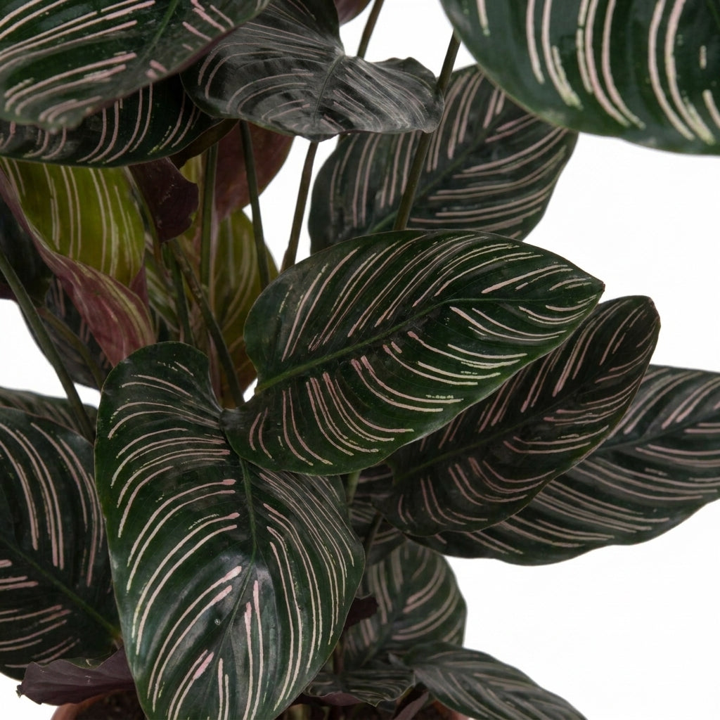 Calathea ornata kaufen | Pinstripe Zimmerpflanze 75 cm groß