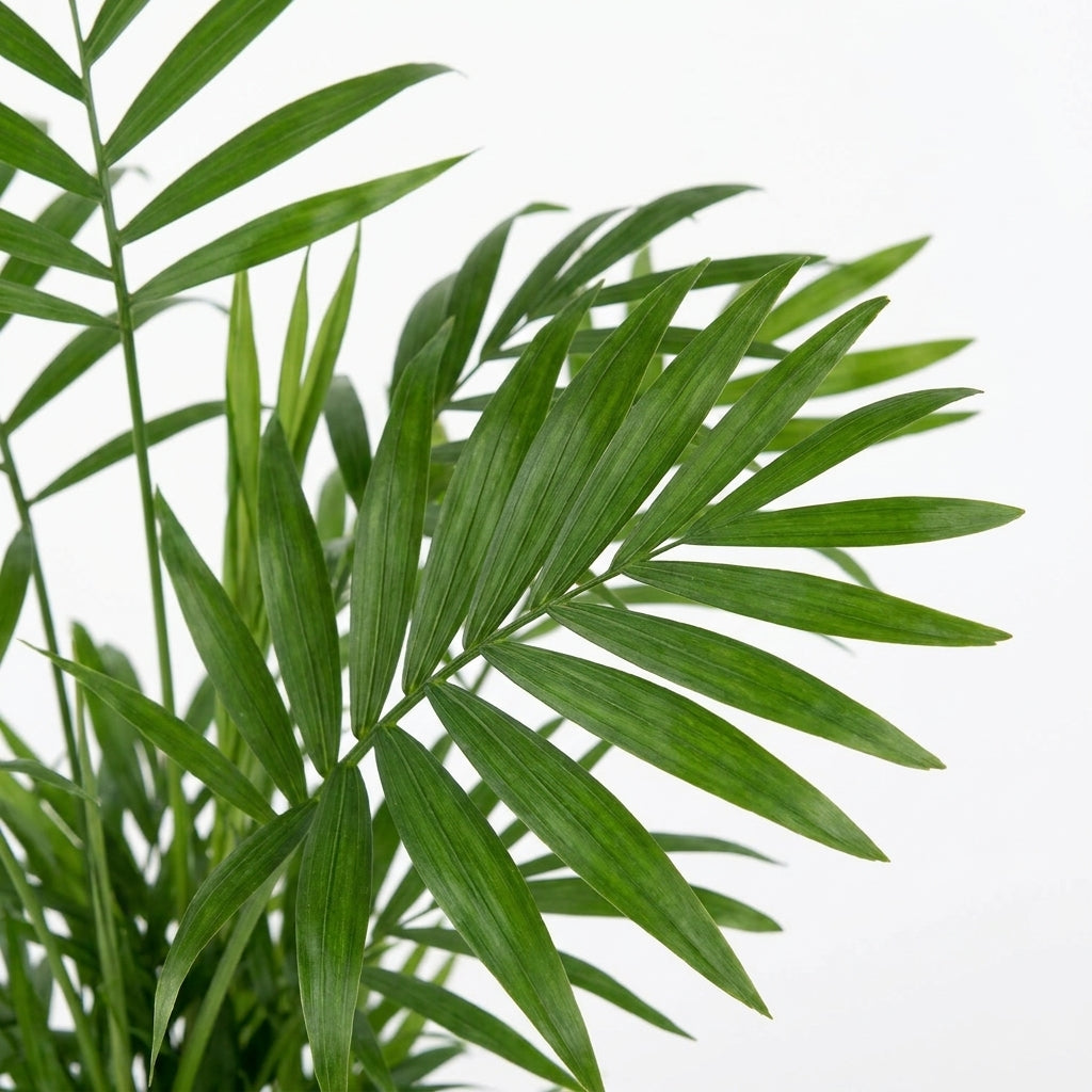 Zimmerpalme kaufen | Chamaedorea elegans kleine Parlor-Palme