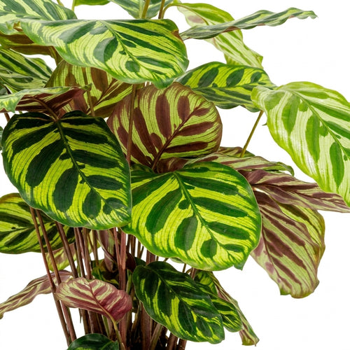 Calathea makoyana kaufen | Pfauen-Korbmarante Zimmerpflanze 45 cm