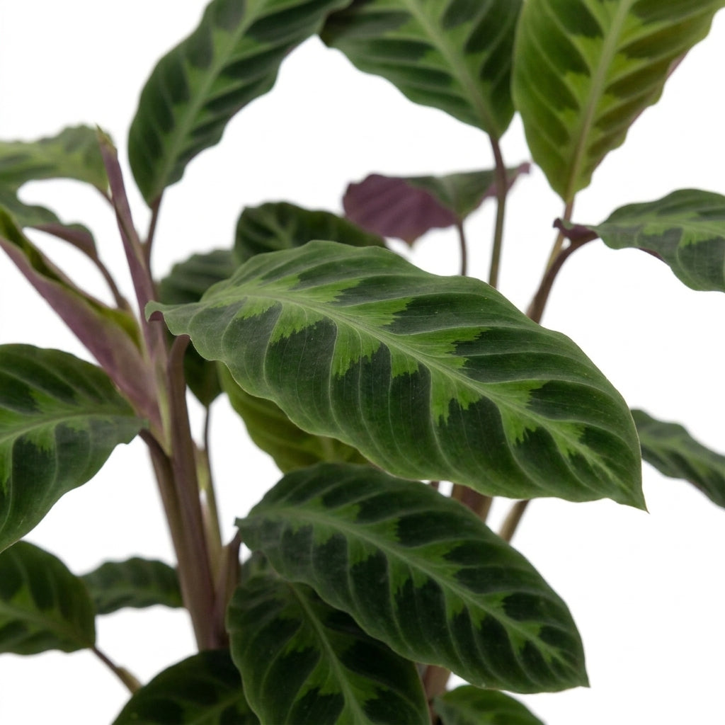 Calathea Warscewiczii kaufen Samt-Korbmarante online