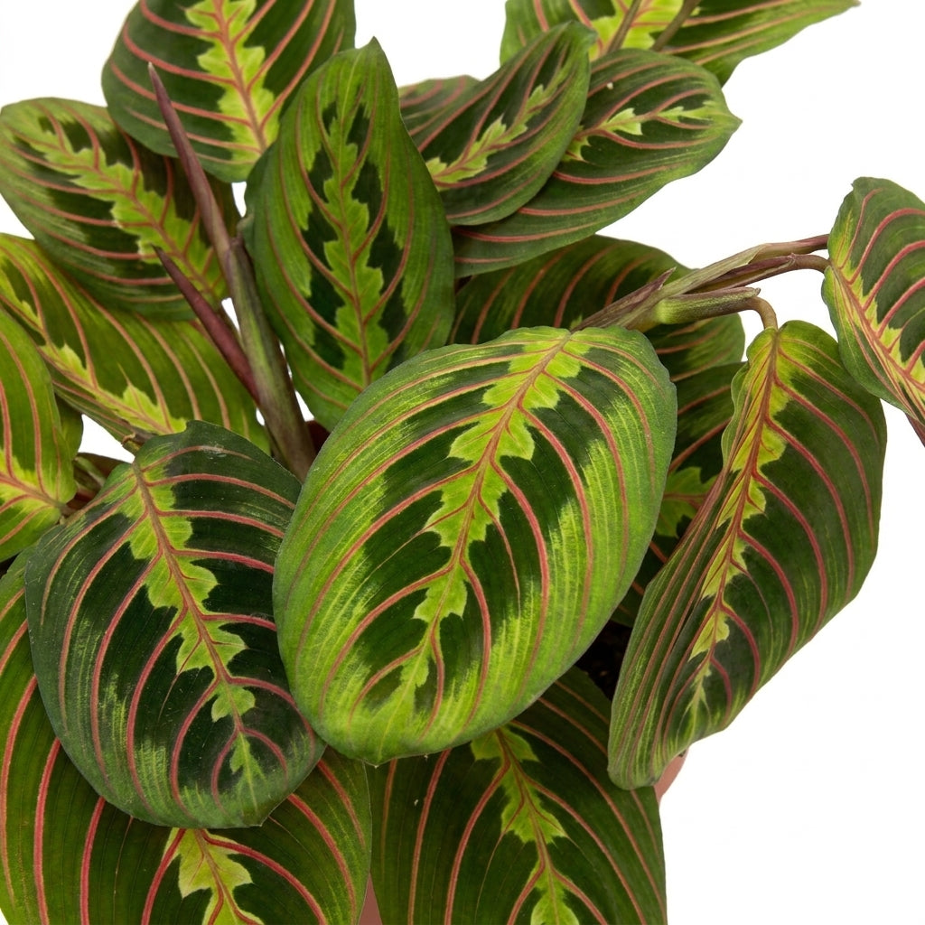 Maranta kaufen | Gebetspflanze ‘Fascinator Arrowroot’ Zimmerpflanze