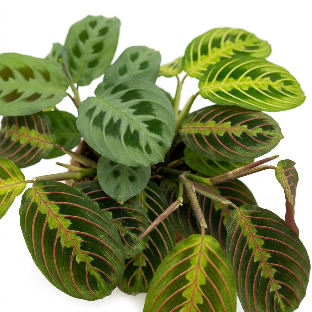 Maranta Set kaufen | Kokodama Gebetspflanzen Mix 3 Stück