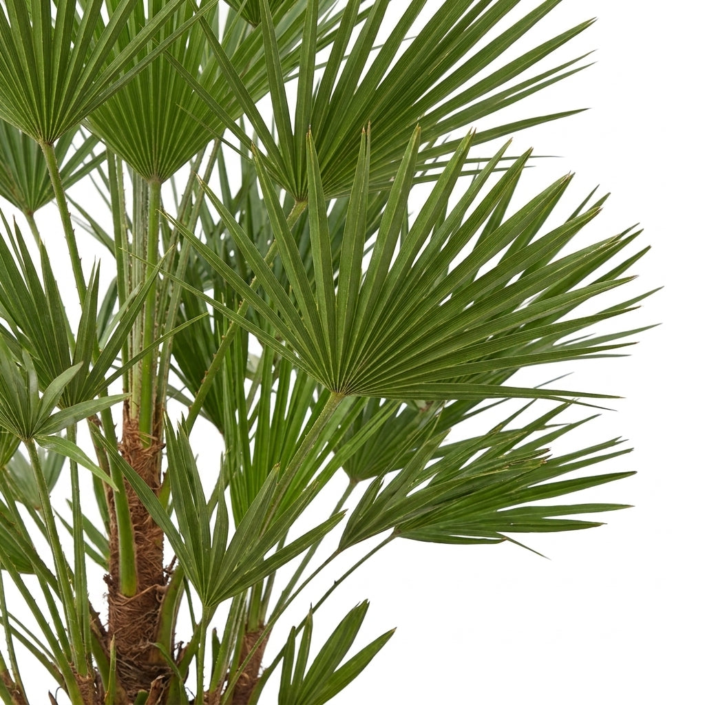 Zwergpalme 130 cm kaufen | Chamaerops humilis für Garten & Terrasse