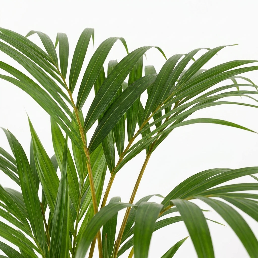 Areca Palme kaufen | Goldfruchtpalme Dypsis lutescens 100 cm