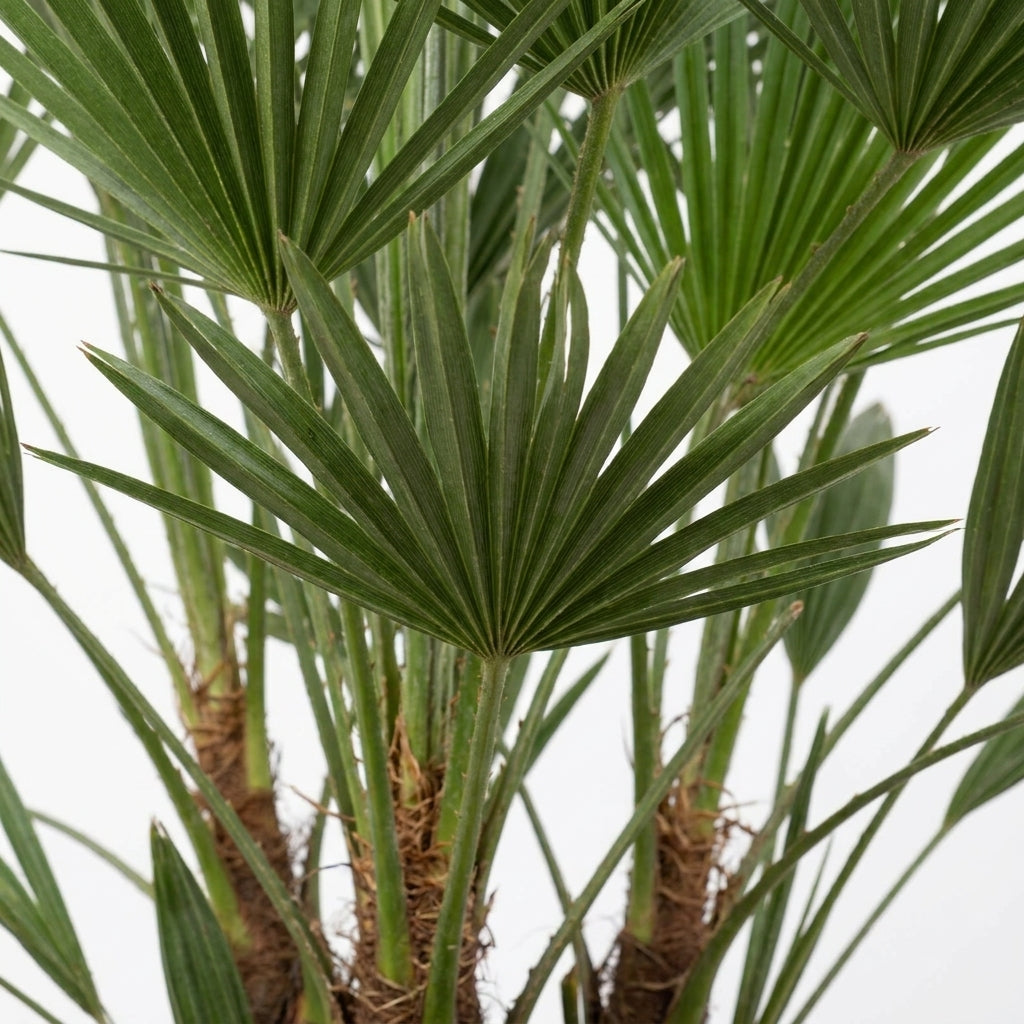 Zwergpalme kaufen 🌴 | Chamaerops humilis 100 cm – Winterharte Palme