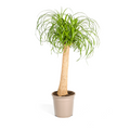 Elefantenfuß kaufen 80–100 cm | Beaucarnea recurvata Zimmerpflanze