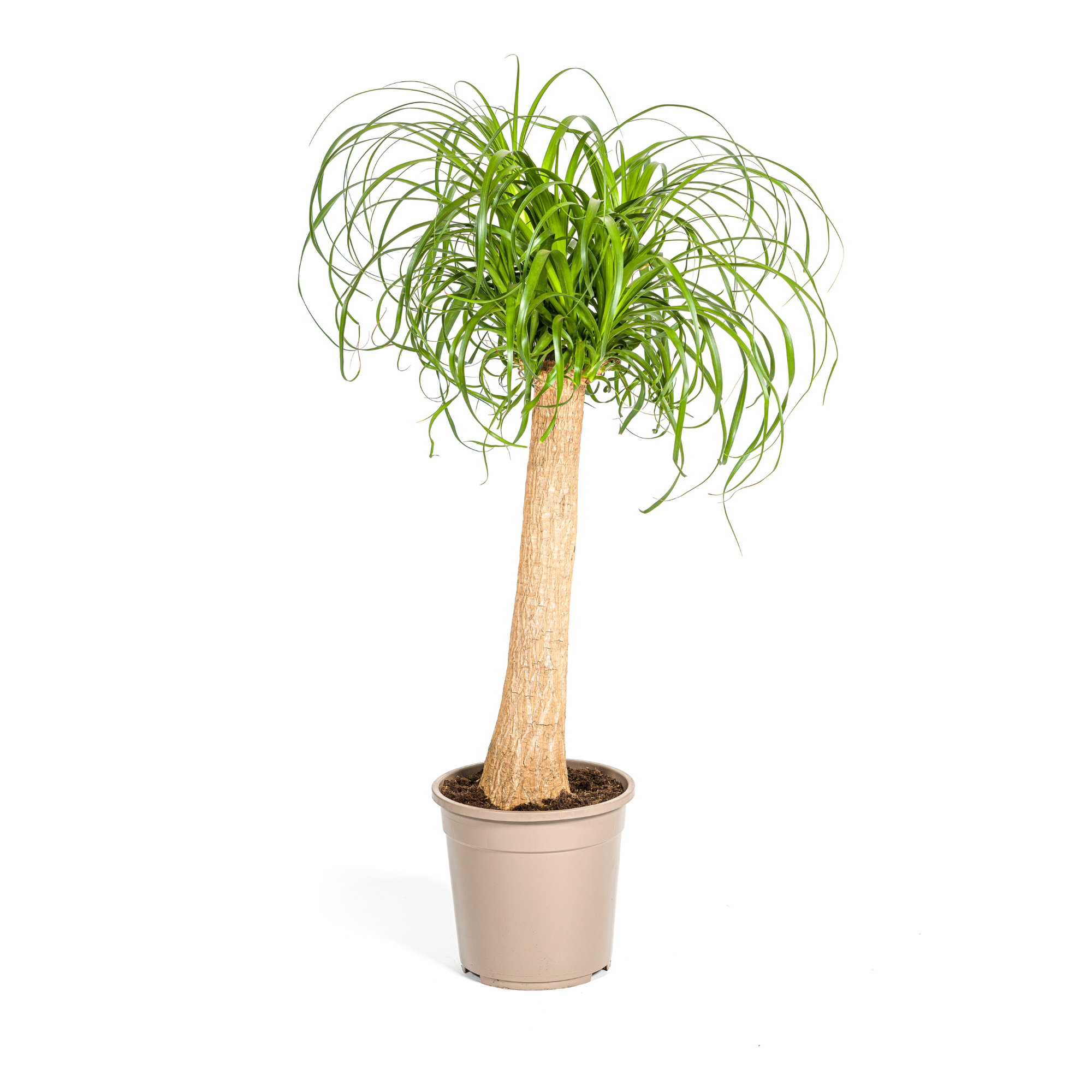 Elefantenfuß kaufen 80–100 cm | Beaucarnea recurvata Zimmerpflanze
