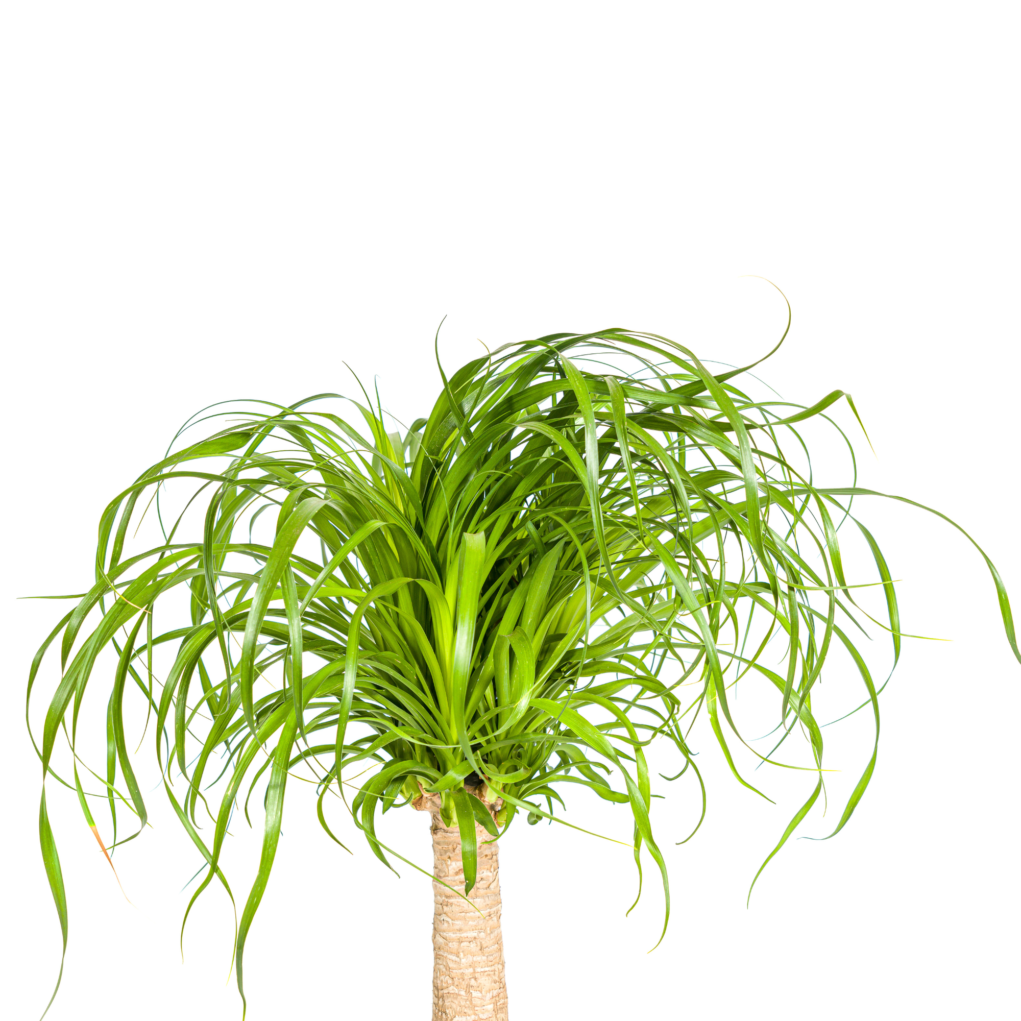 Elefantenfuß kaufen 60–80 cm | Beaucarnea recurvata Zimmerpflanze