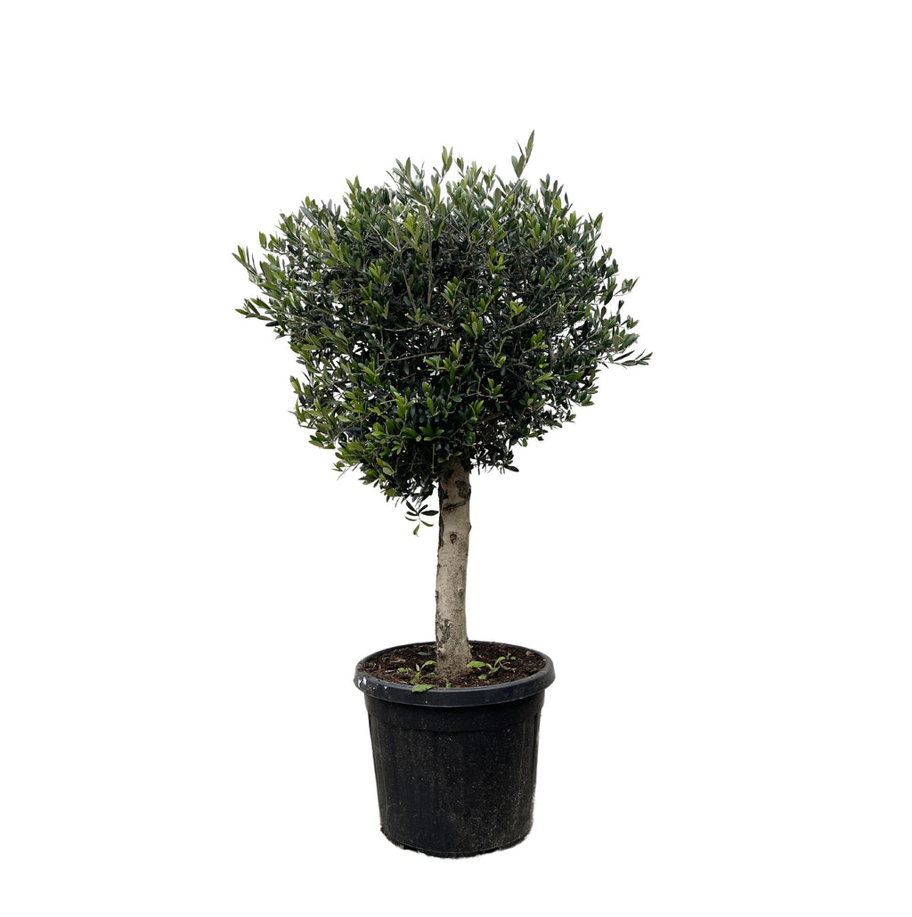 Olivenbaum - Olea Europaea Lorc - 180cm- Ø50