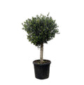 Olivenbaum - Olea Europaea Lorc - 180cm- Ø50