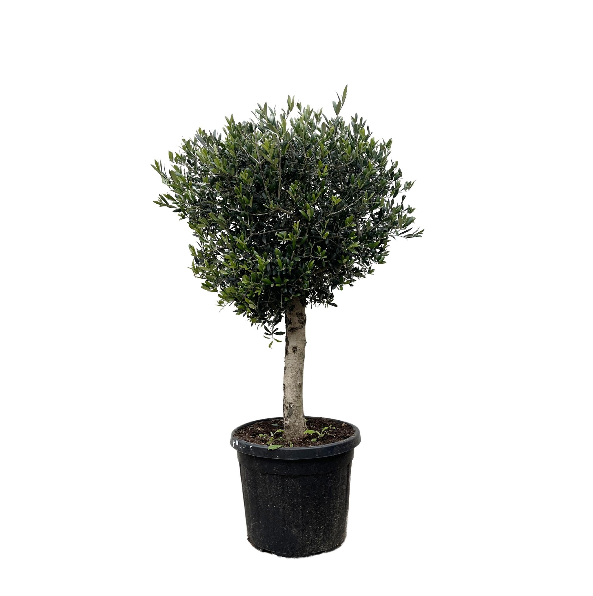 Olivenbaum - Olea Europaea Lorc - 180cm- Ø50