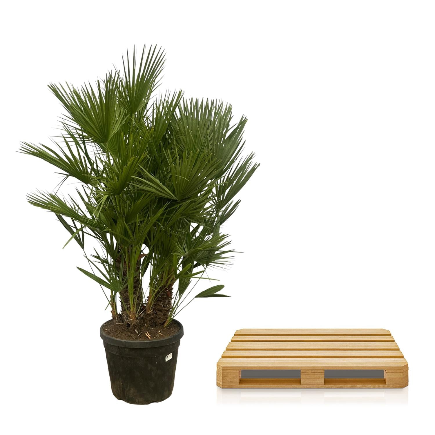 Europäische Zwergpalme - Chamaerops Humilis - 160 - 220 cm - Ø50cm