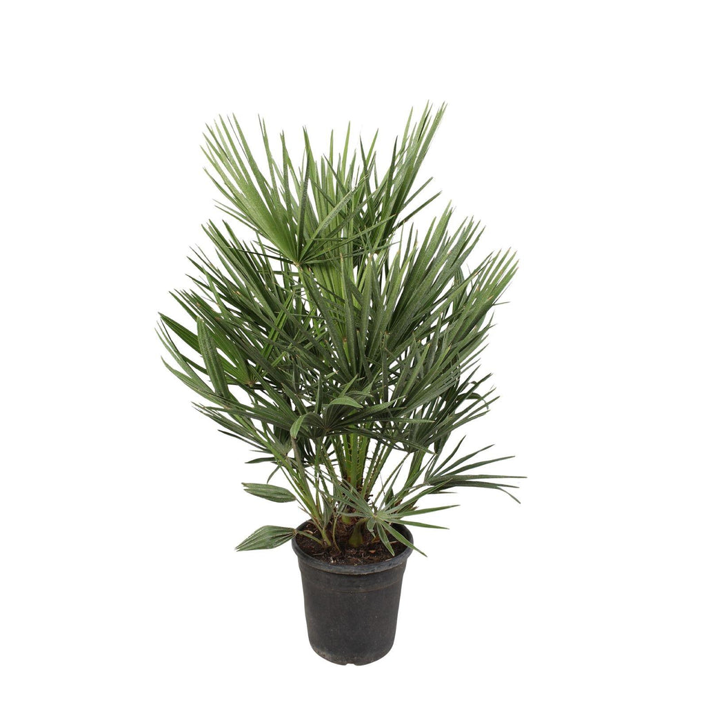 Zwergpalme kaufen 🌴 | Chamaerops humilis 100 cm – Winterharte Palme