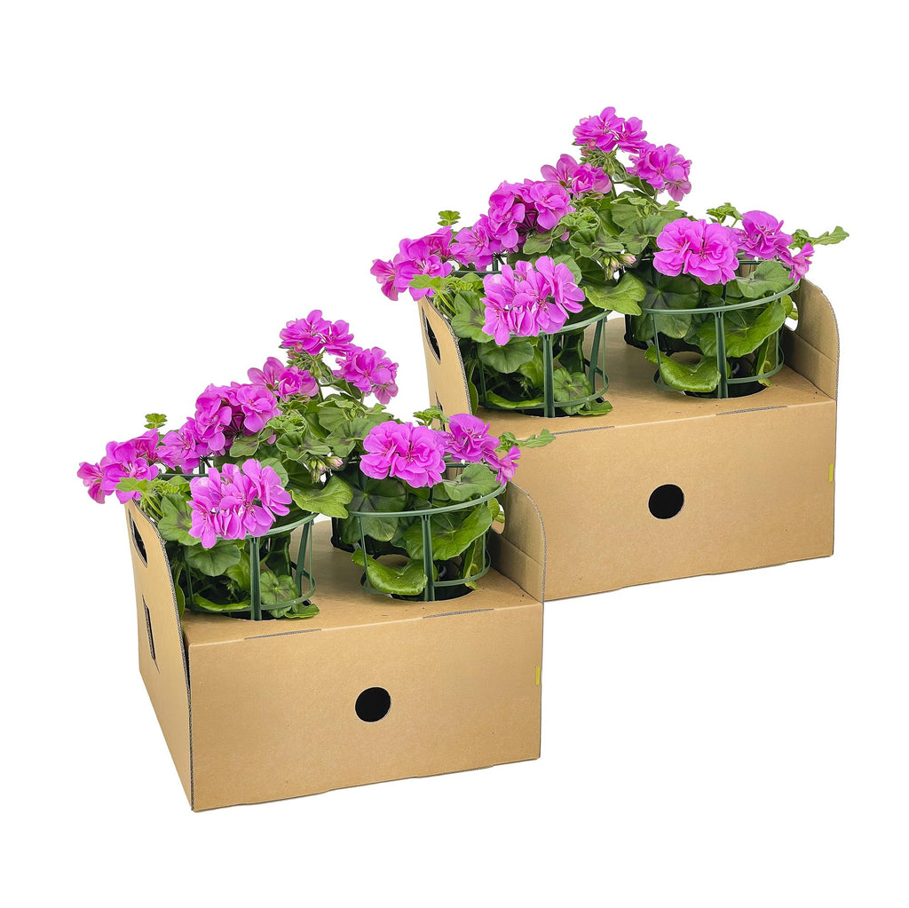 Hängegeranien Lila 8er Set kaufen | Geranien für Balkon & Terrasse