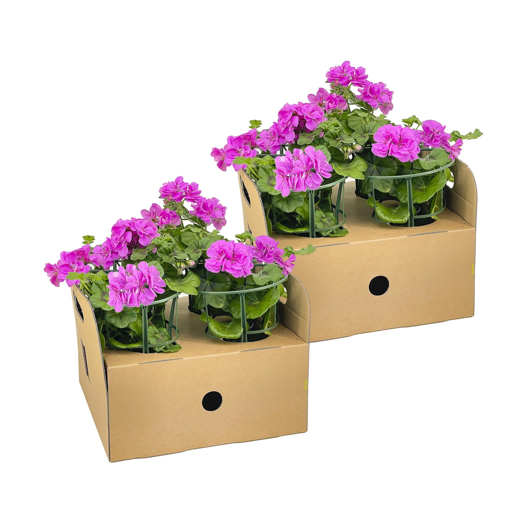 Hängegeranien Lila 8er Set kaufen | Geranien für Balkon & Terrasse