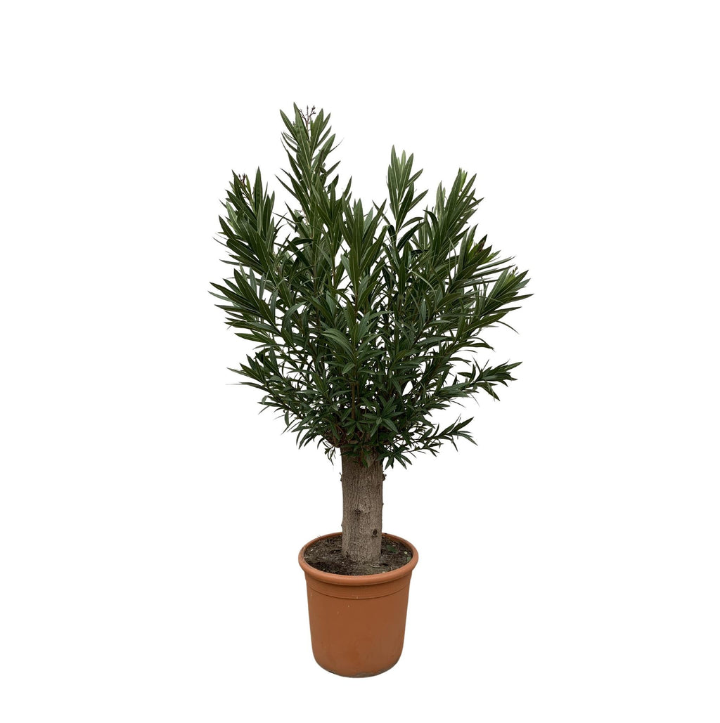 Echter Oleander - Nerium Oleander Bonsai - 190cm - ø45