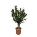 Echter Oleander - Nerium Oleander Bonsai - 190cm - ø45