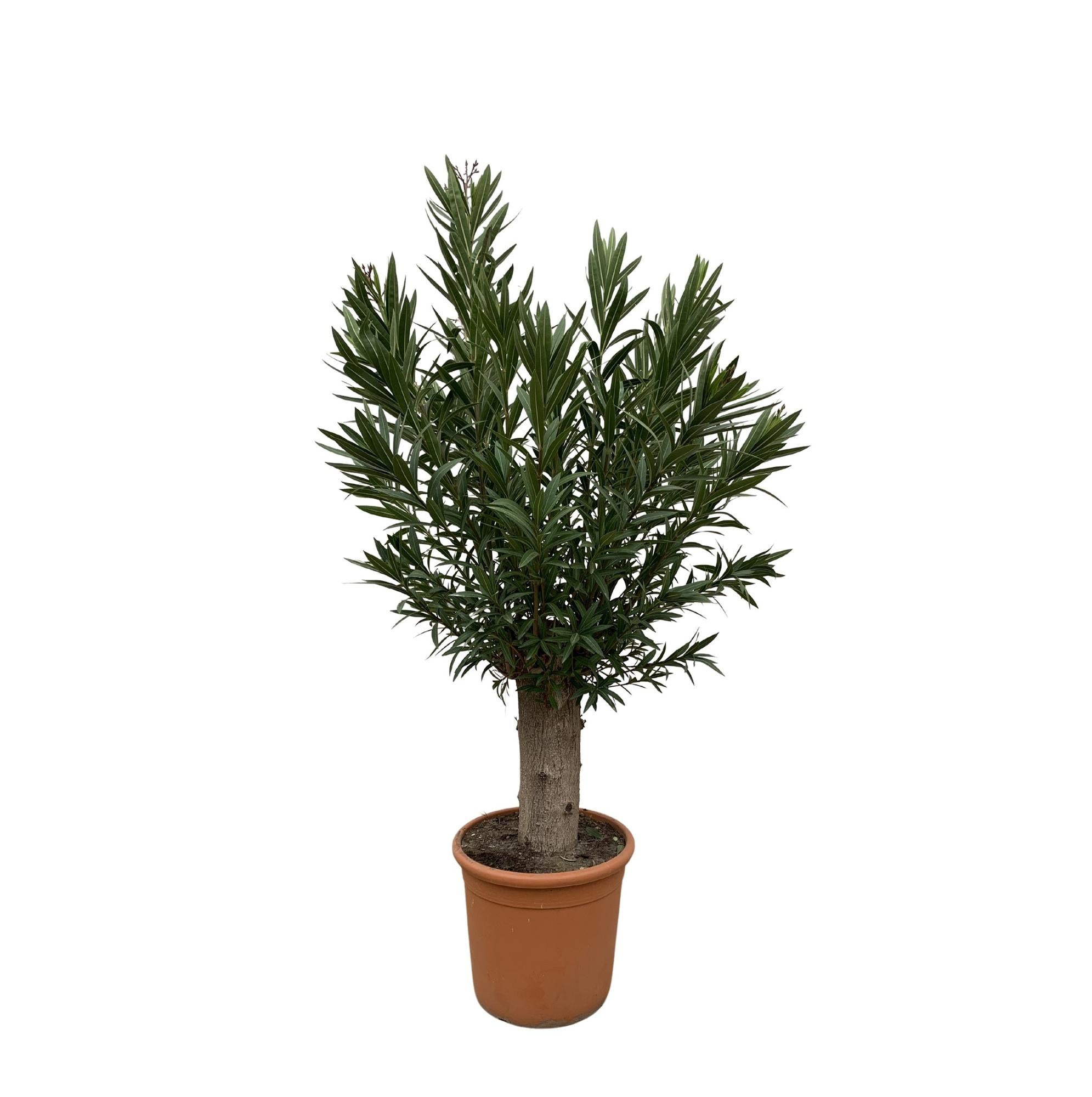 Echter Oleander - Nerium Oleander Bonsai - 190cm - ø45