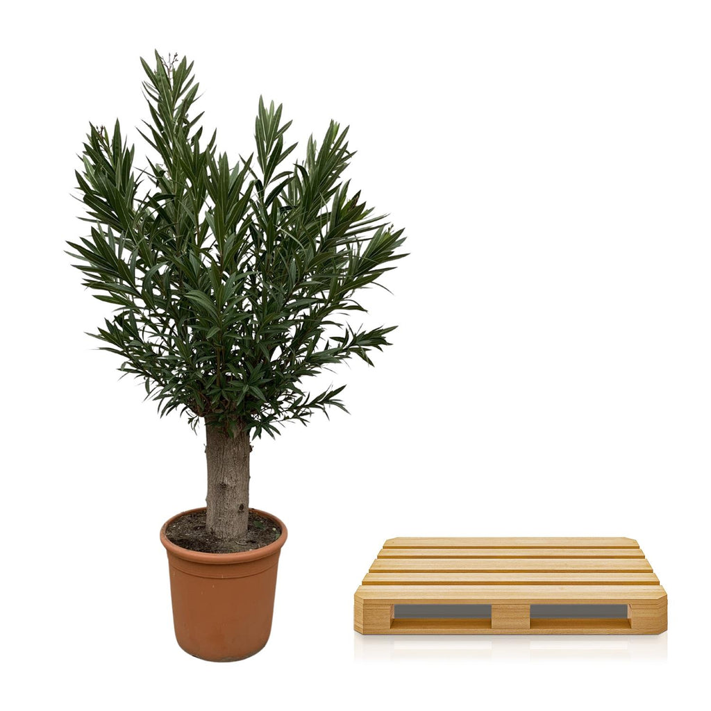 Echter Oleander - Nerium Oleander Bonsai - 190cm - ø45