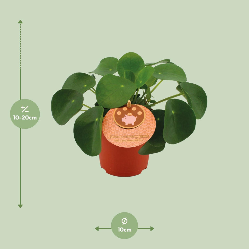 Pilea klein kaufen | Ufopflanze für Fensterbank & kleine Räume