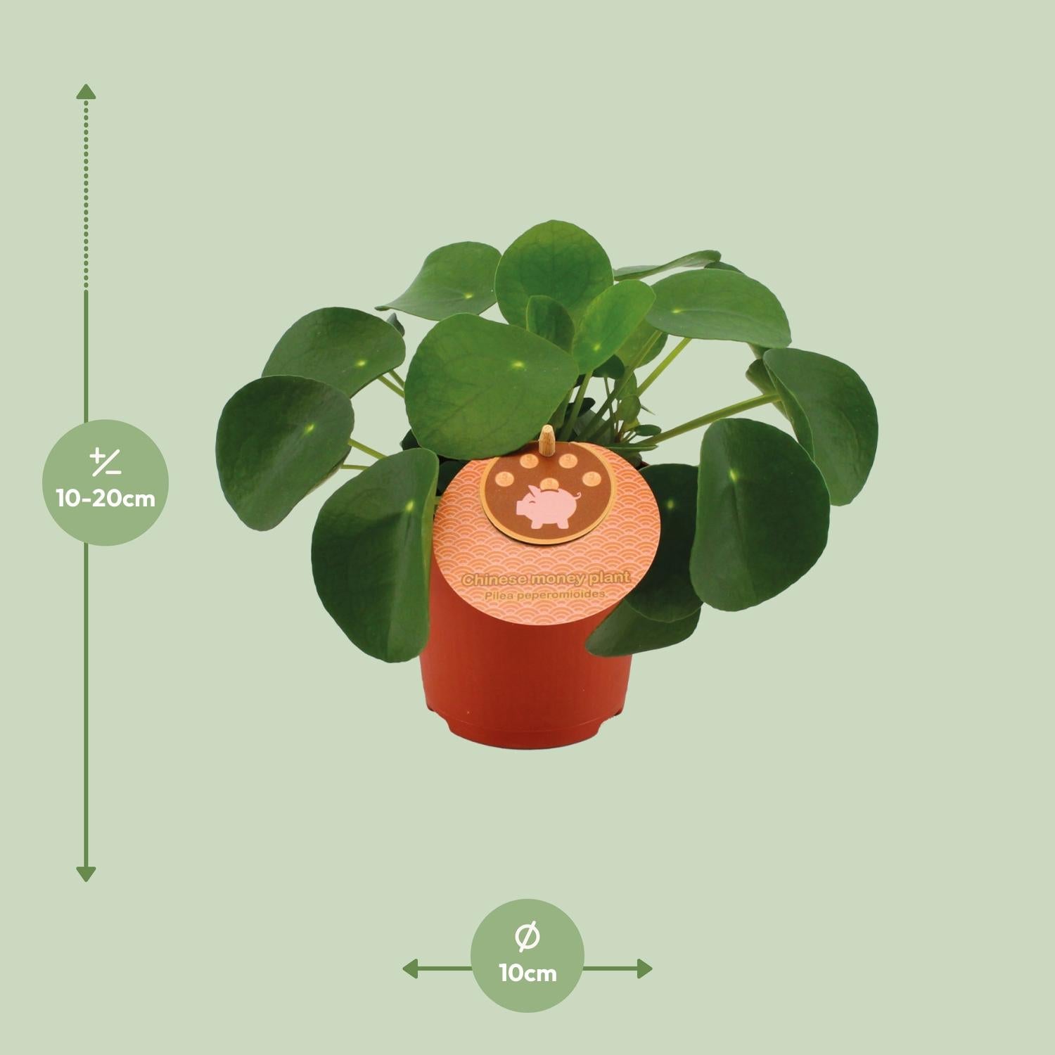 Pilea klein kaufen | Ufopflanze für Fensterbank & kleine Räume