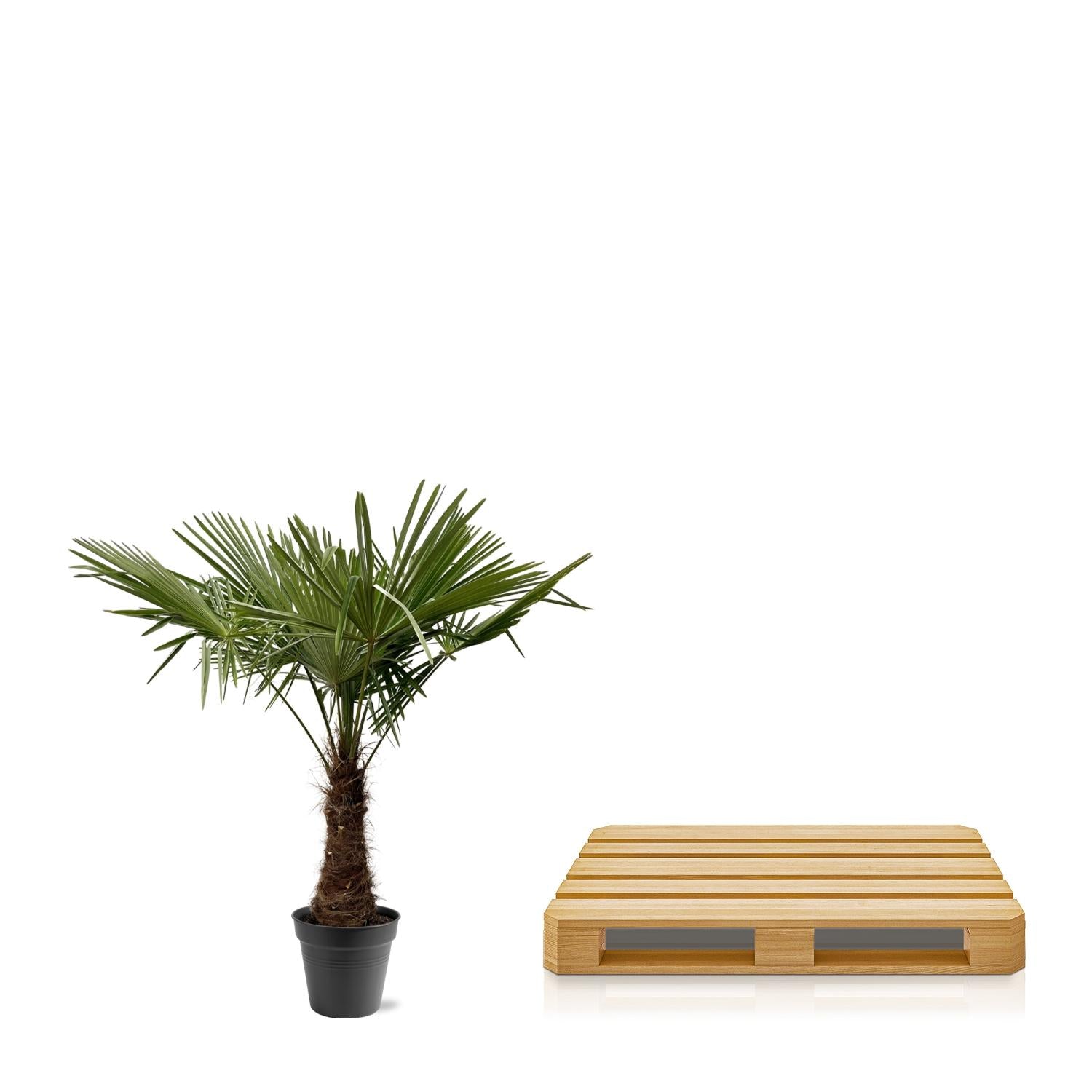 Chinesische Hanfpalme - Trachycarpus Fortuneii - 220 - 240cm - Ø40-45
