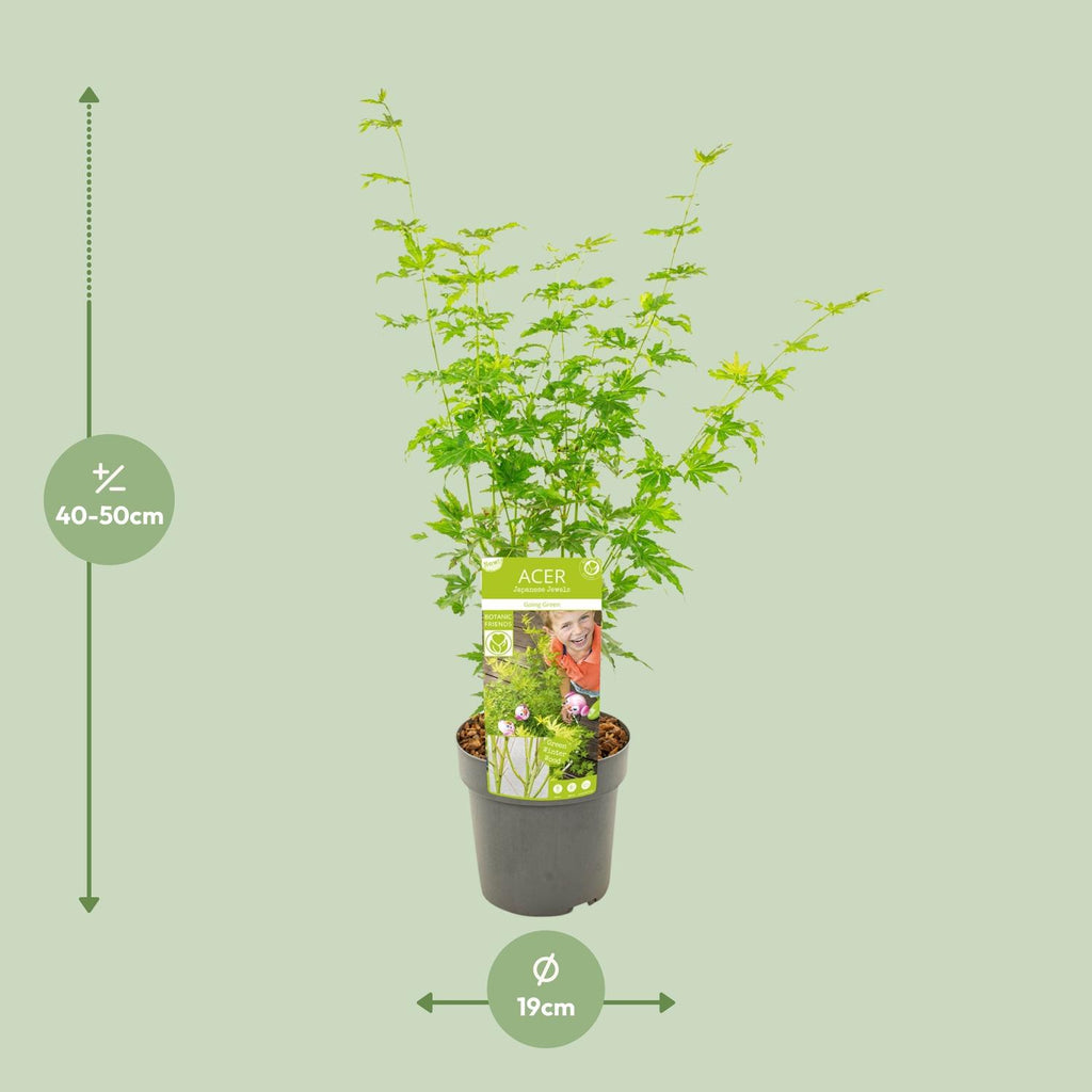 Japanischer Ahorn kaufen | Acer palmatum ‘Going Green’ Kübelpflanze