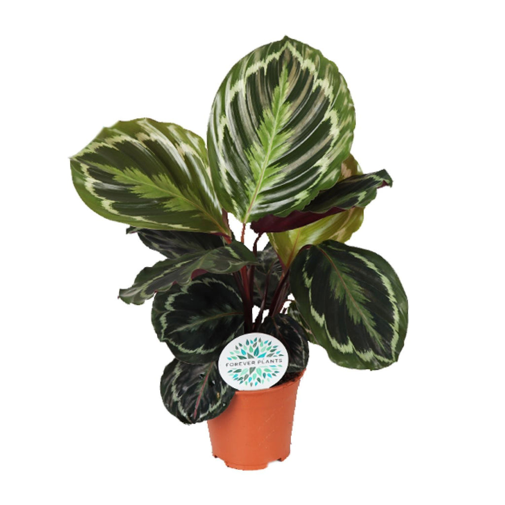Calathea Medallion kaufen | Korbmarante Zimmerpflanze 45 cm