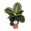Calathea Medallion kaufen | Korbmarante Zimmerpflanze 45 cm