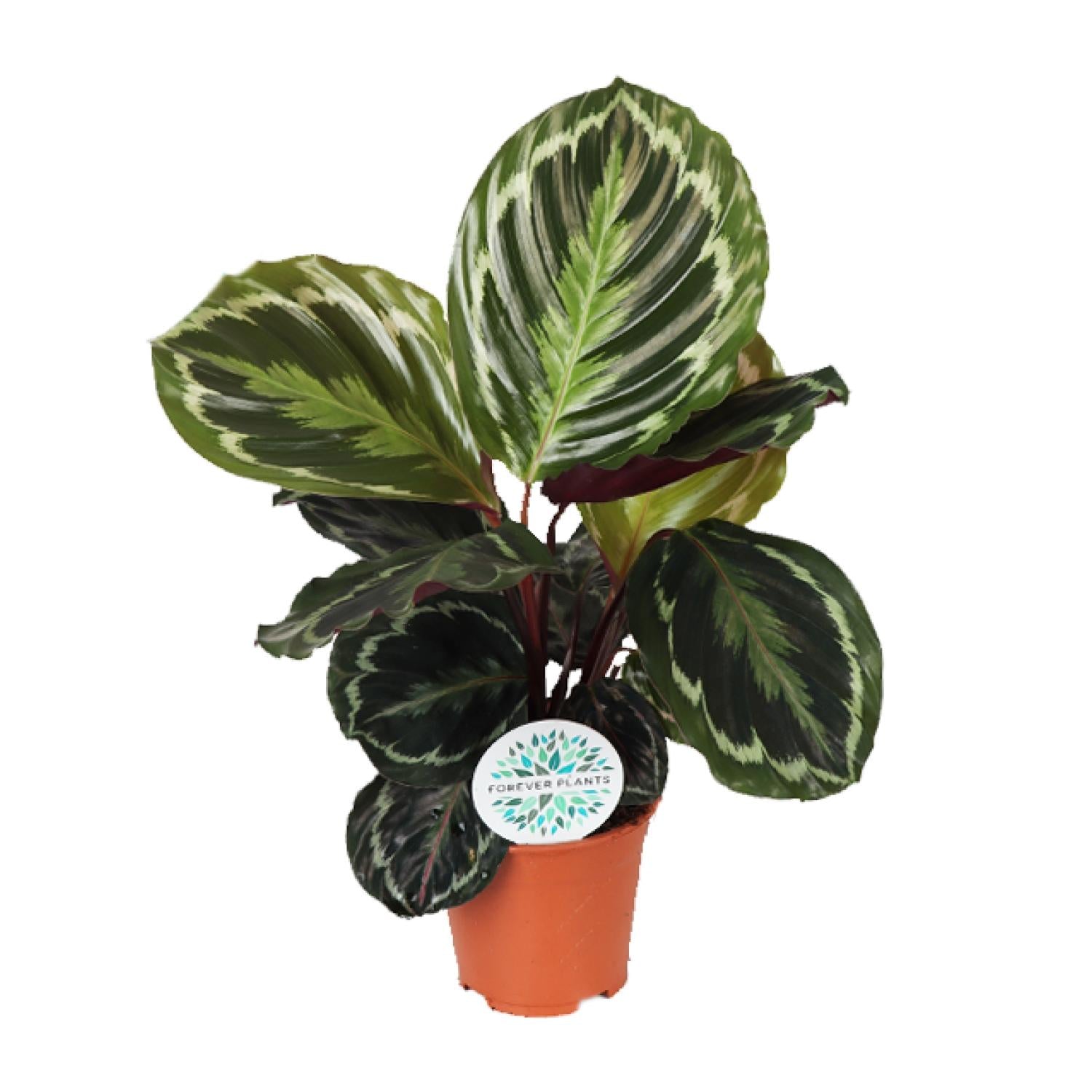 Calathea Medallion kaufen | Korbmarante Zimmerpflanze 45 cm