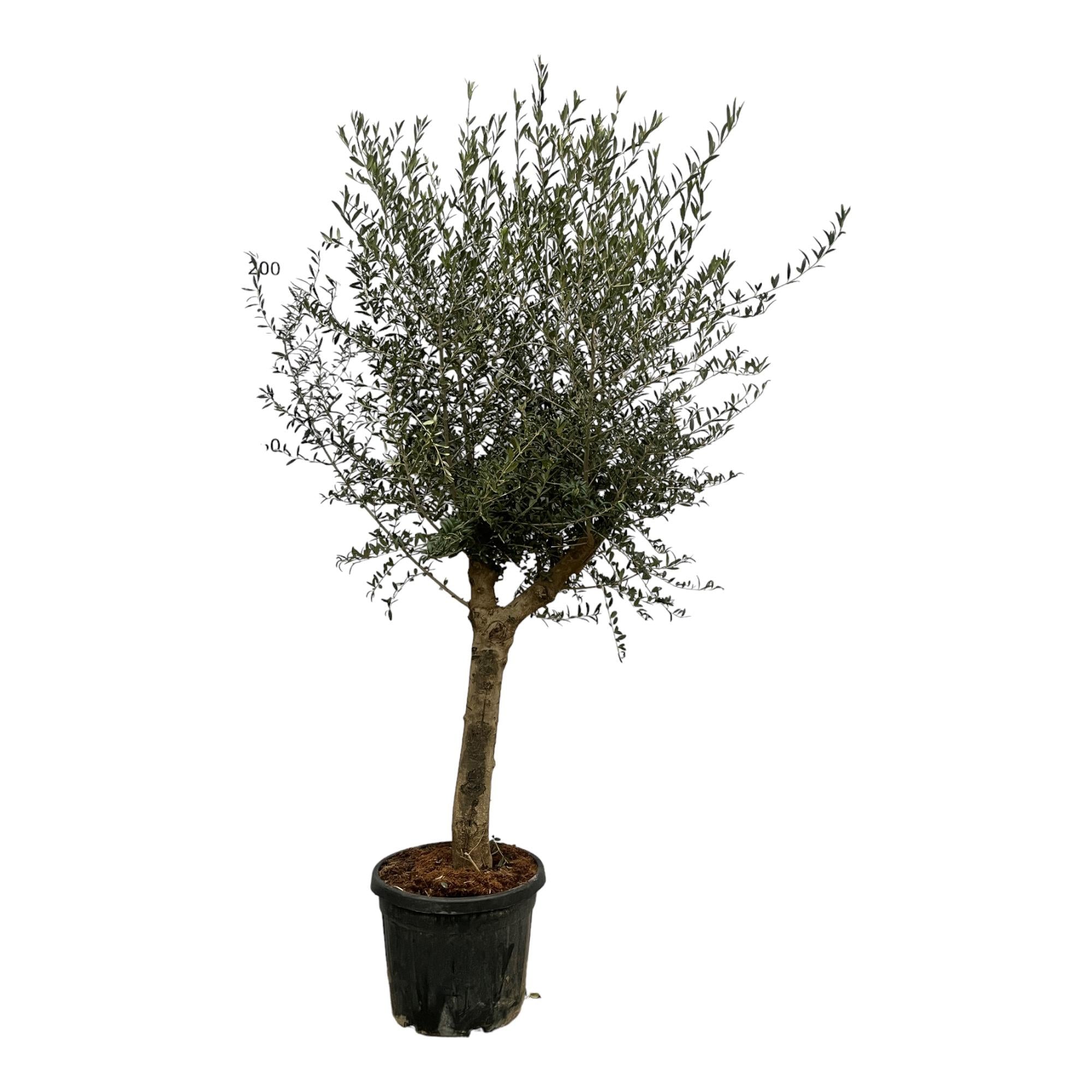 Olivenbaum - Olea Lorc - 200 cm - Ø45cm