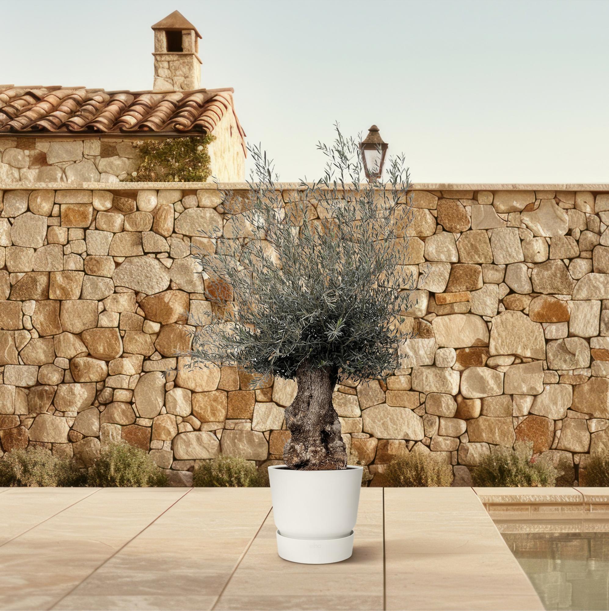 Olivenbaum - Olea Europaea Bonsai - 270cm- Ø80