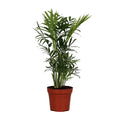 Zimmerpalme kaufen | Chamaedorea elegans kleine Parlor-Palme